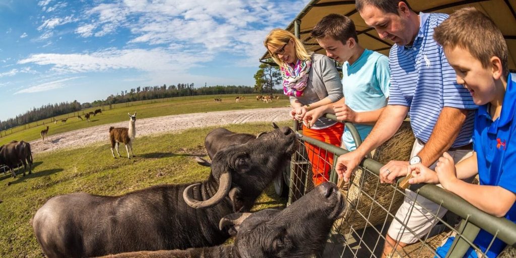 family feeding water buffalo at Safari Wilderness in Lakeland